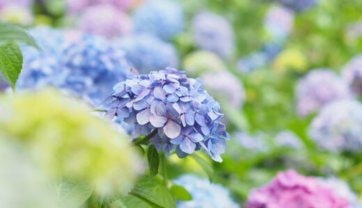 京都のおすすめ紫陽花スポット～その②～